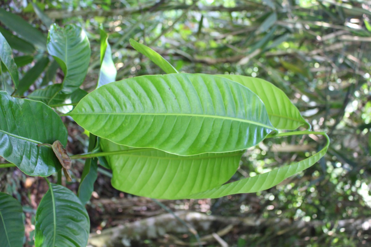 Semecarpus walkeri Hook.f.